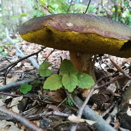 Jozefowka Borkowo Leborskie * Zwartówko