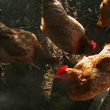 Jozefowka Borkowo Leborskie *