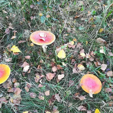 Feriegård Jozefowka Borkowo Leborskie