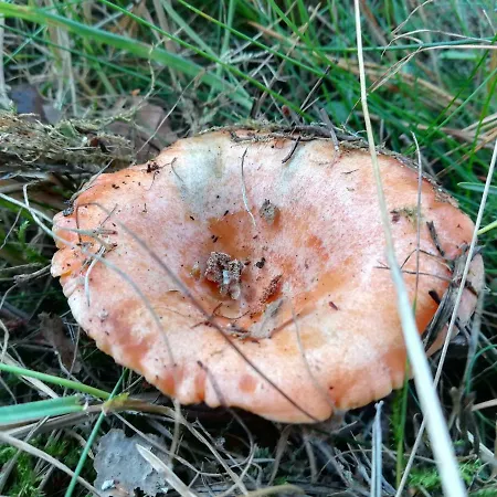 Jozefowka Borkowo Leborskie Zwartówko