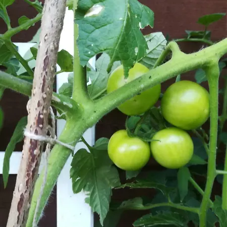 Jozefowka Borkowo Leborskie * Zwartowko