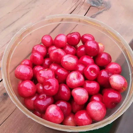 Jozefowka Borkowo Leborskie *