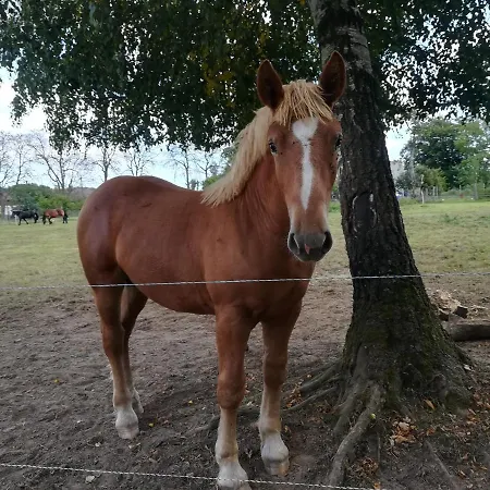 Feriegård Jozefowka Borkowo Leborskie *