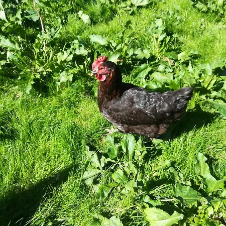 Jozefowka Borkowo Leborskie Feriegård