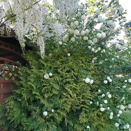 Jozefowka Borkowo Leborskie *