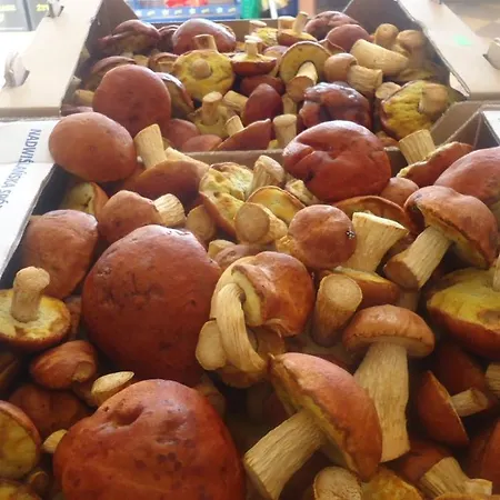 Jozefowka Borkowo Leborskie Agroturismo Zwartowko