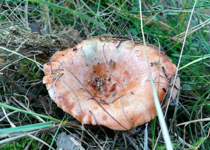 Józefówka Borkowo Lęborskie Zwartowko
